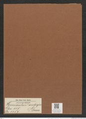 Hemiaulus ? ambiguus Grun. (de-Toni-Nr.: Genus 117, Species 3357) Zeichnungen Sammlung Grunow Mappe 03566 (Herbarium_W_Grunow_drawings_Folder_03566)